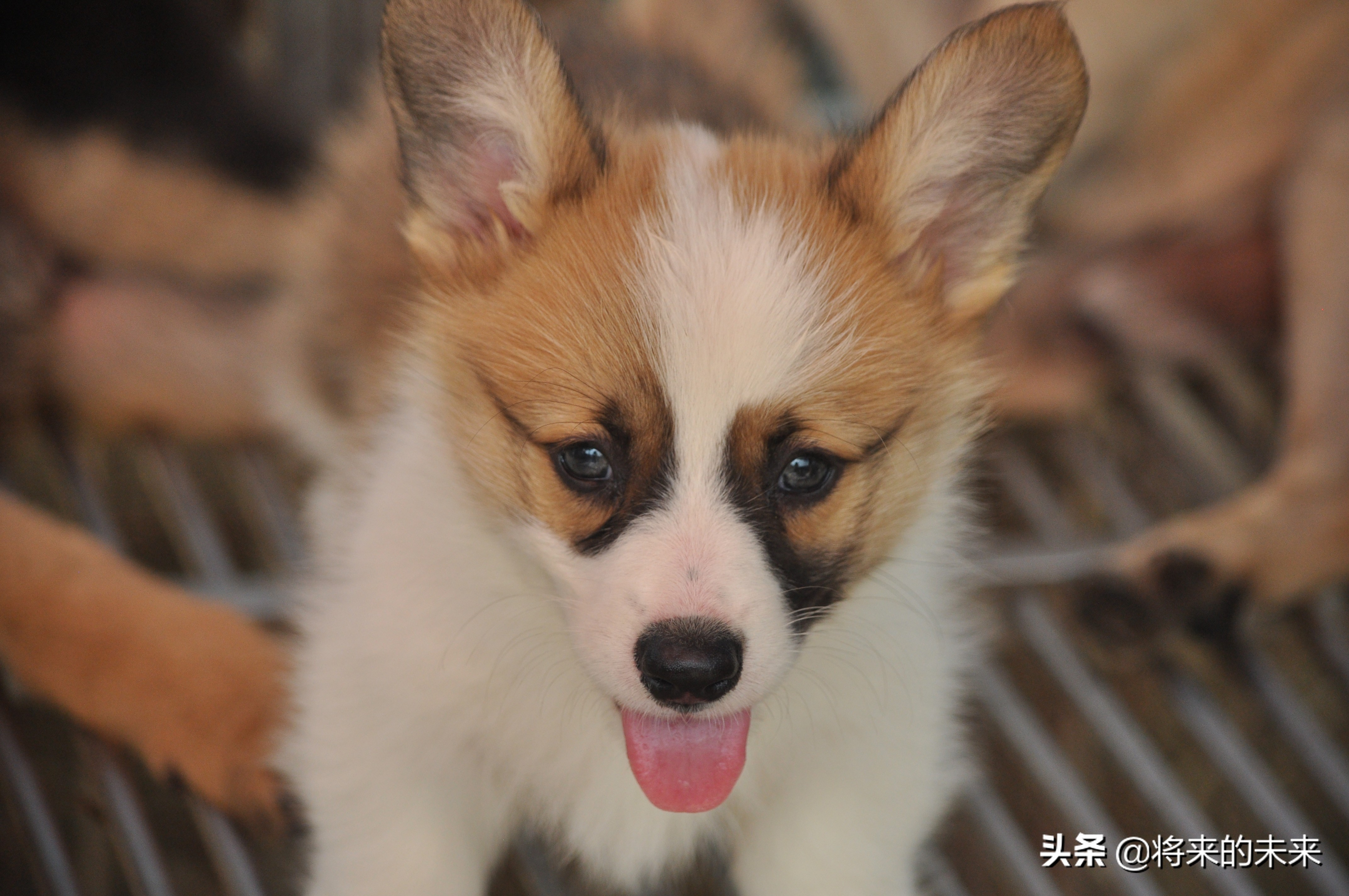 宠物市场买到假狗,去宠物市场淘狗多少钱