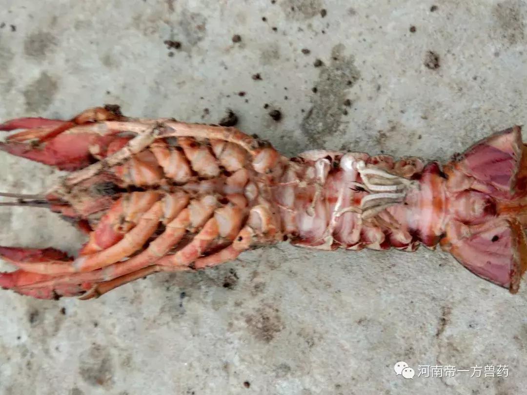 em菌菌种批发价格品牌,EM菌种