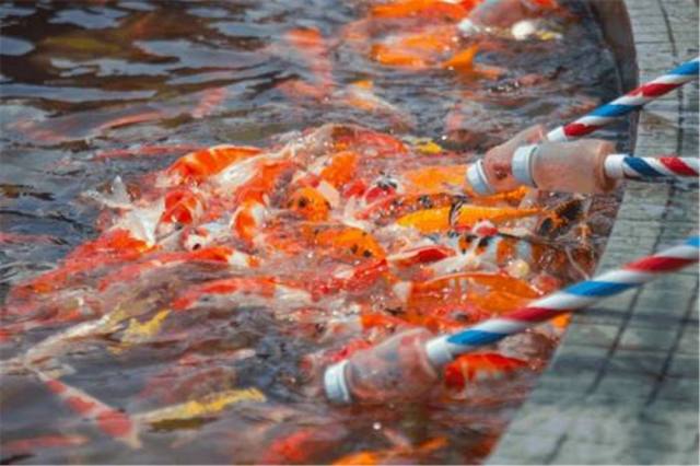 花水湾温泉度假酒店,金陵花水湾温泉酒店