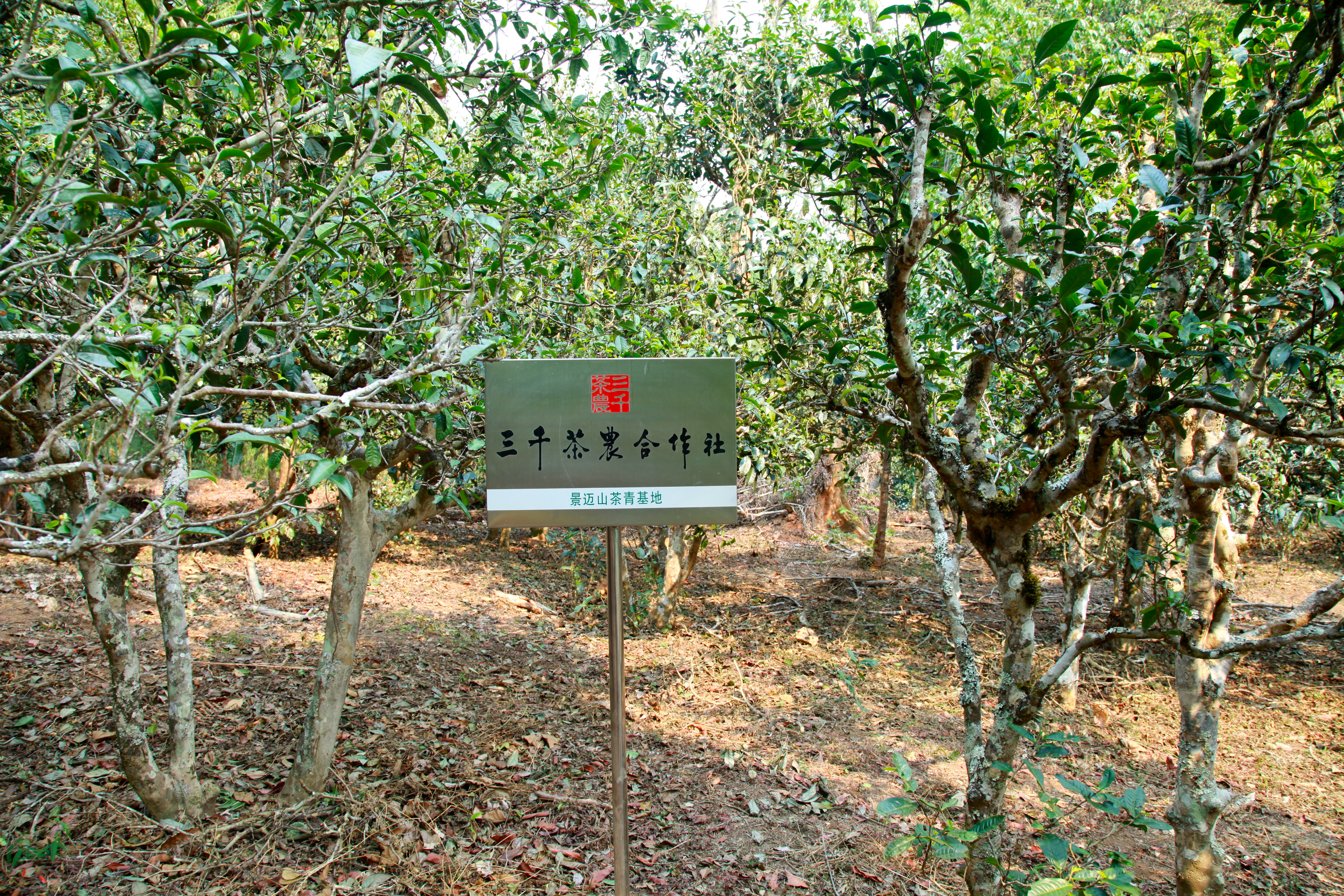 茶叶批发的进货渠道视频,茶叶批发怎么找渠道