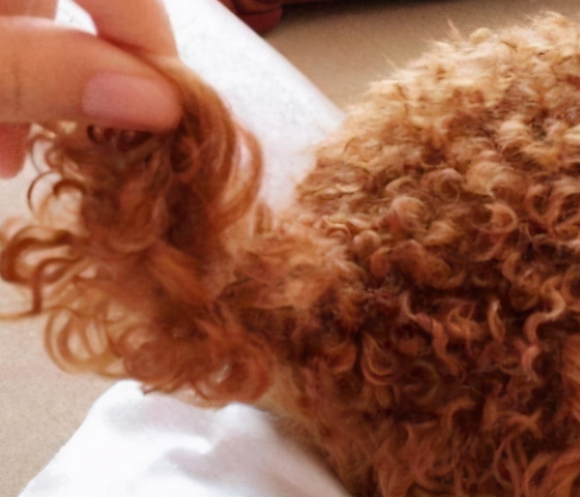 泰迪犬串串毛摸着粗糙是像土狗吗,如何区分泰迪犬纯种还是串