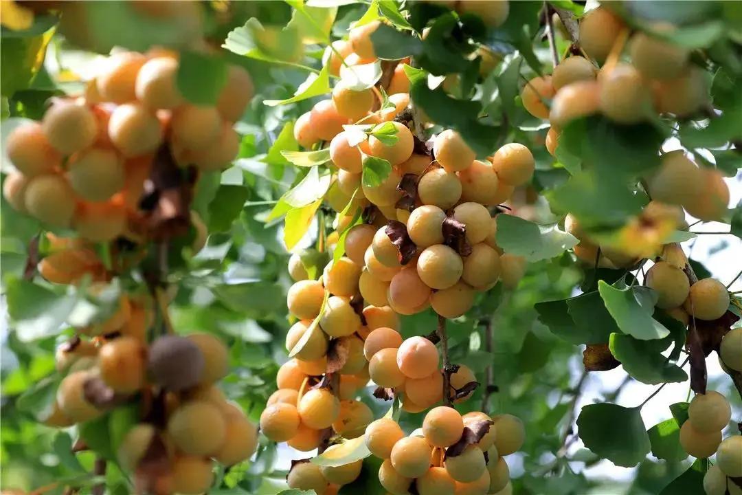 腾冲县地图在云南的哪个位置,腾冲边境地图