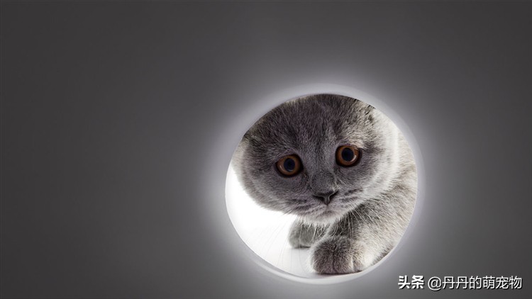 猫咪无法拒绝的三件事,猫咪最难以抗拒的东西