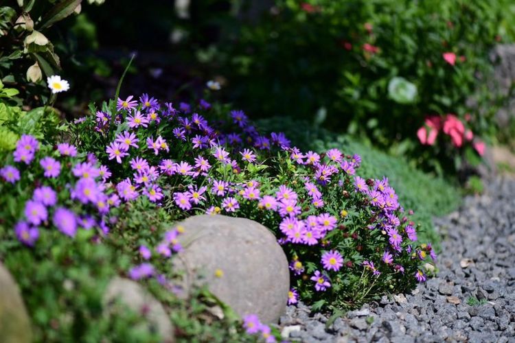 不同品种都要记住的“两多”，开花全靠它们了