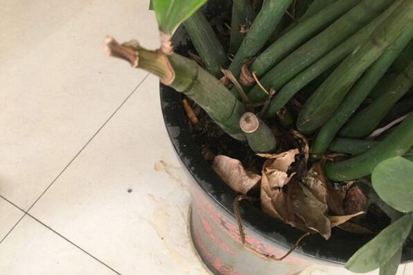 金钱树有虫子怎么处理,金钱树土壤里有小白虫怎么治