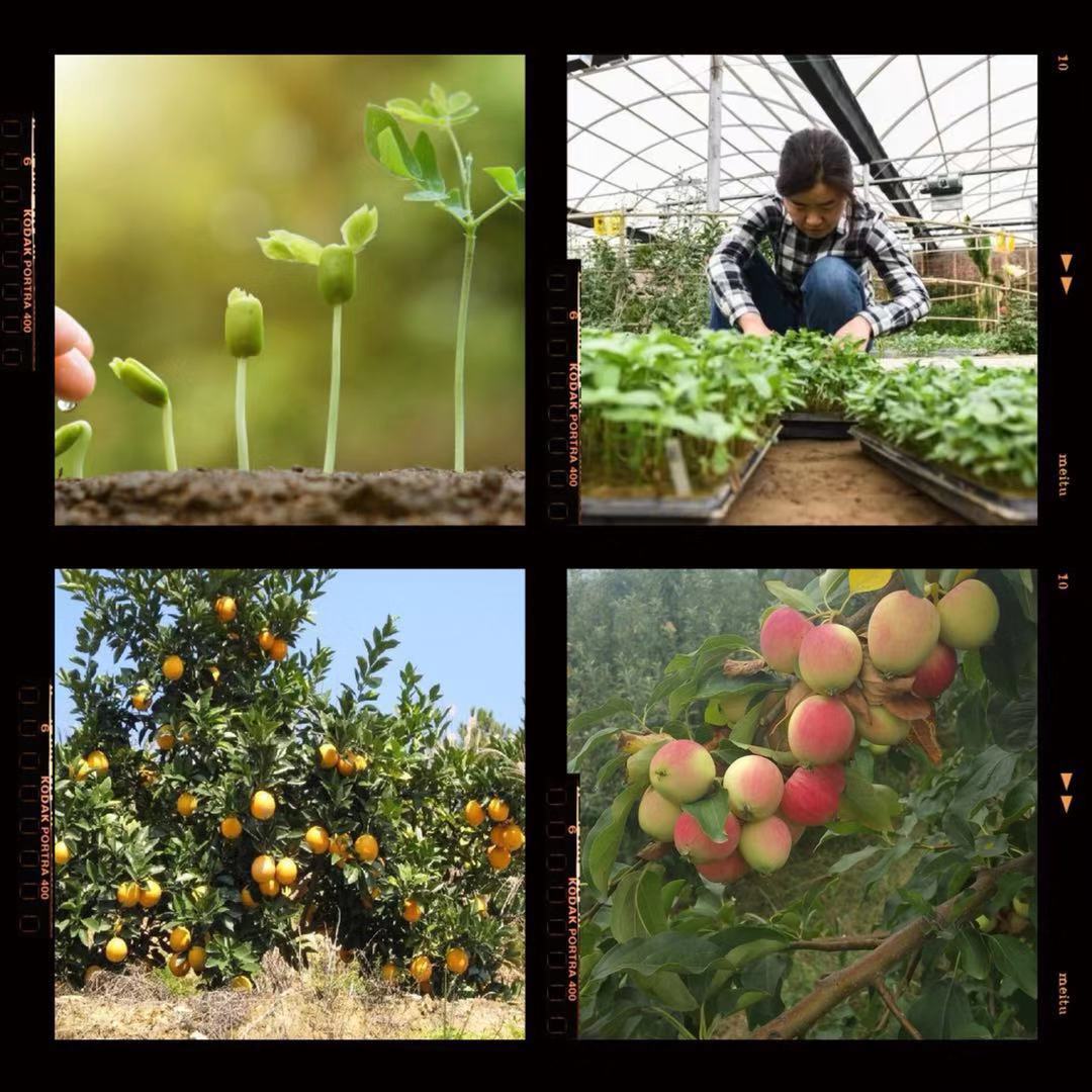 植物维生素b族,维生素d植物有哪些