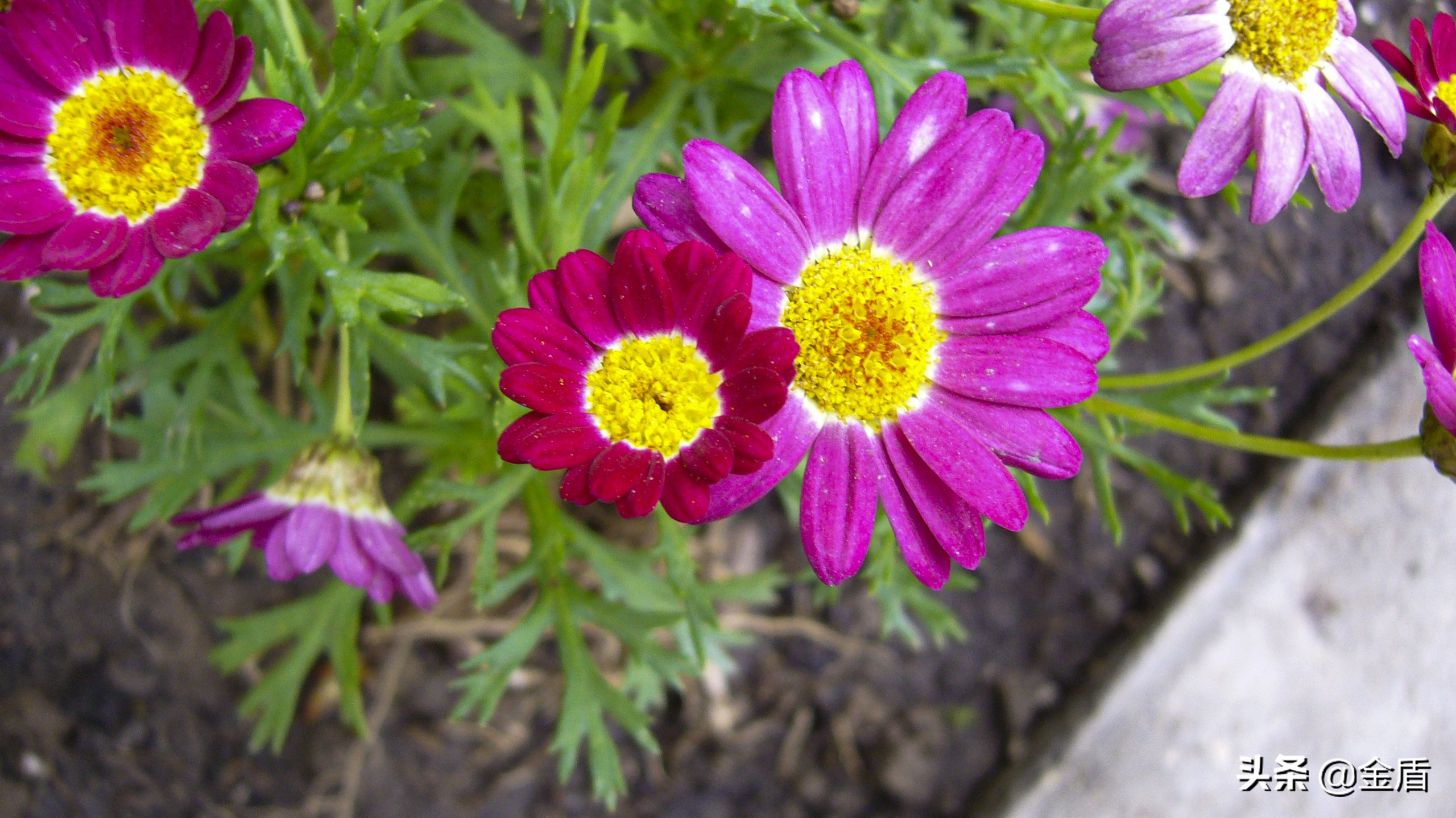 茼蒿花漂亮,木茼蒿花简介