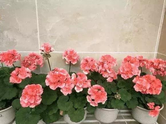 白糖到底有多厉害,白糖的威力竟然这么大