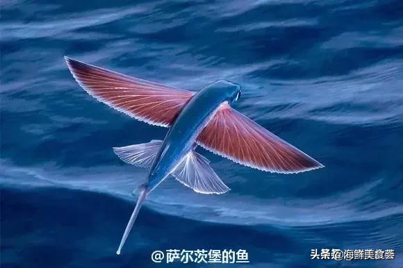 各种寿司纯鲜三文鱼刺身,日本传统寿司都用什么鱼