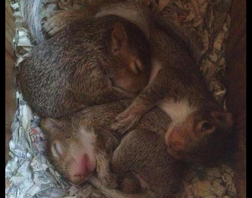 小松鼠回到家,松鼠放生后又回来了