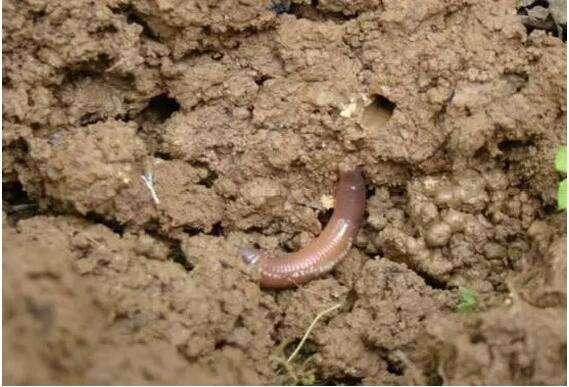 新开垦的地土壤改良最快的方法,用来改良酸性土壤的是什么物质