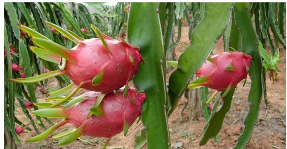 越南的特色水果,越南十大特色水果推荐