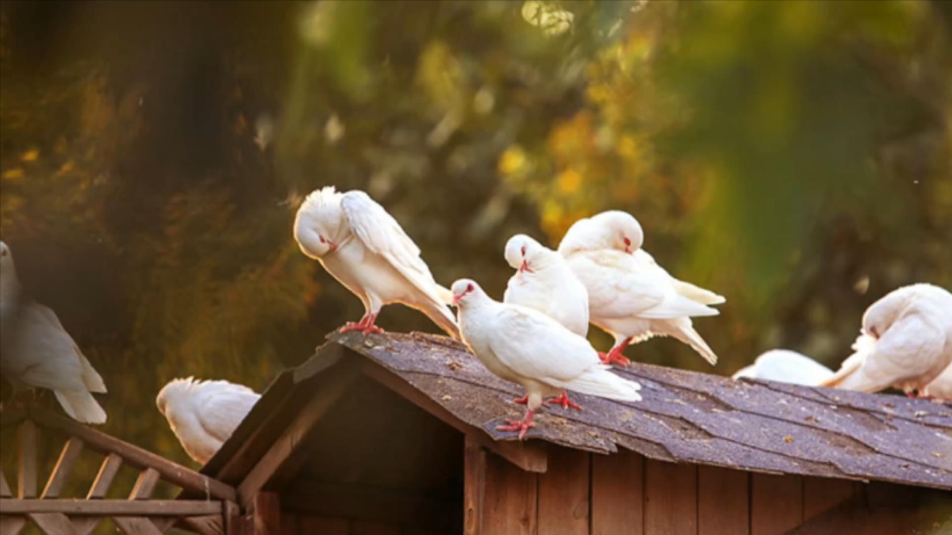 鸽子十大毒素排名,鸽子的毒素在哪里