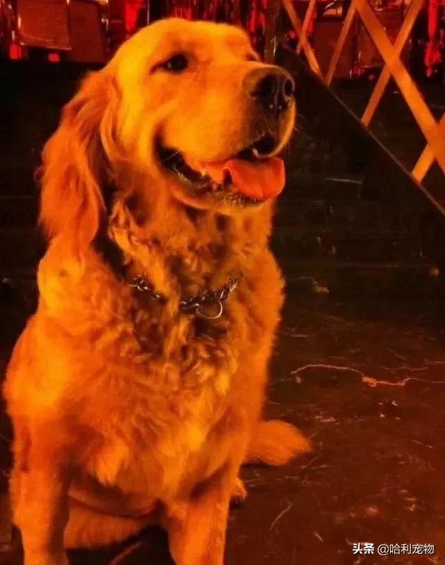 聪明金毛视频真实,为聪明的金毛点赞