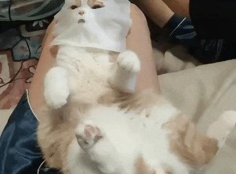 据说最近喵圈流行敷面膜，铲屎官请准备