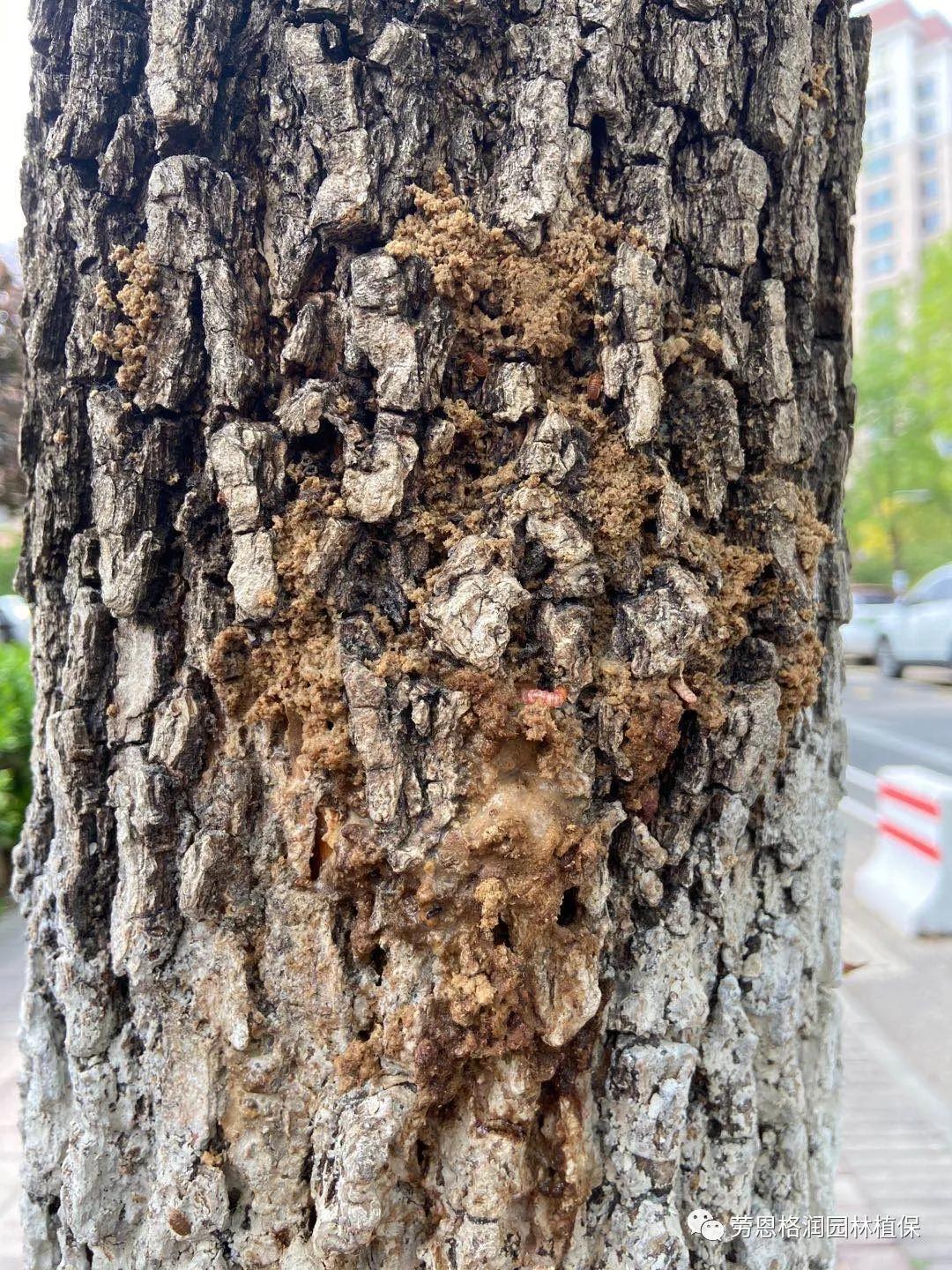 钻蛀性害虫防治最佳时期,园林常见鳞翅目害虫防治技术图片