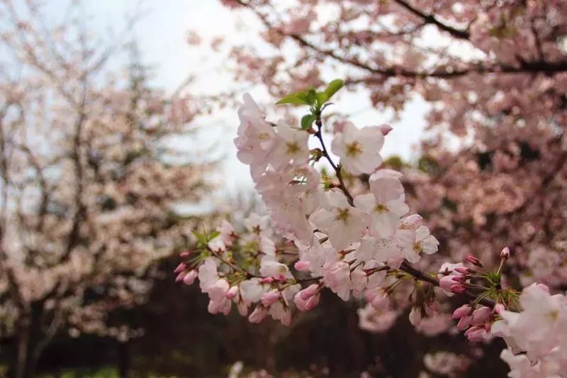 上海春游踏青好去处,上海春季踏青旅游攻略