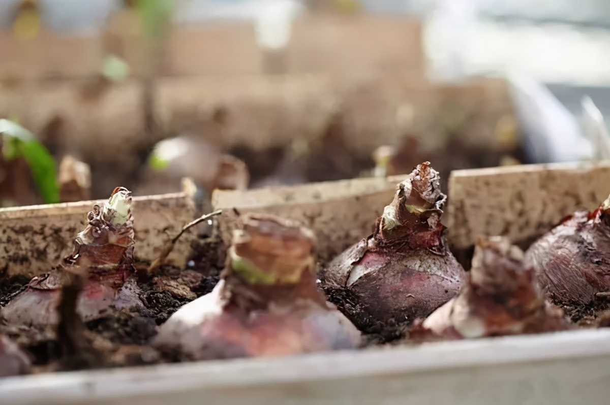 球根种植时间和方法,球根的养殖方法和注意事项