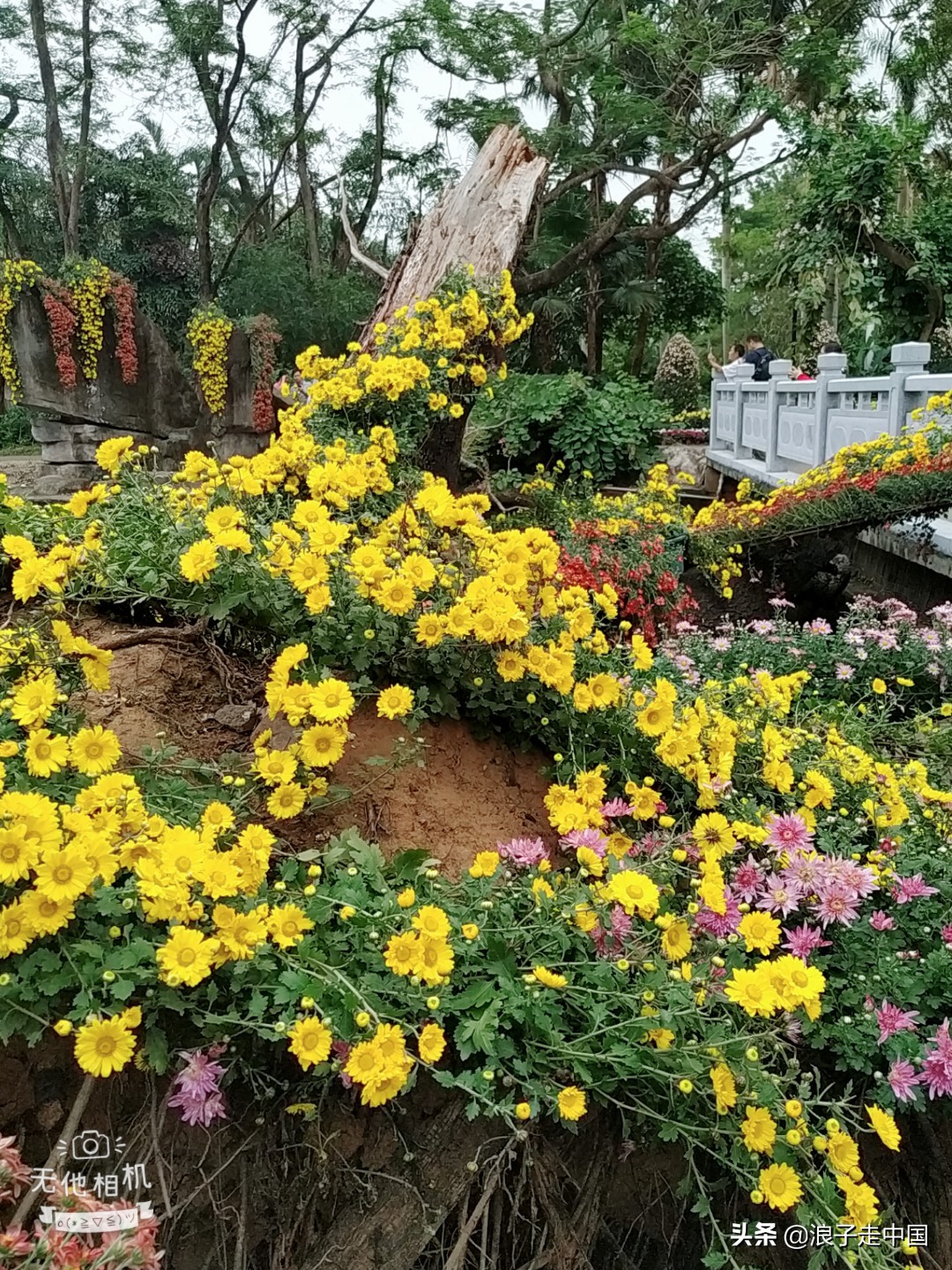 深圳的东湖公园的菊花展漂亮极了,深圳东湖公园赏菊花展