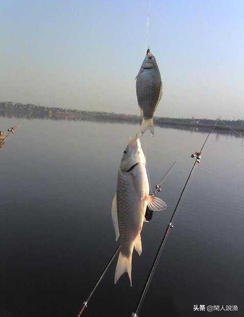 冬季抛竿串钩钓鲫鱼找鱼窝的技巧,串钩钓鲫鱼找鱼窝多久