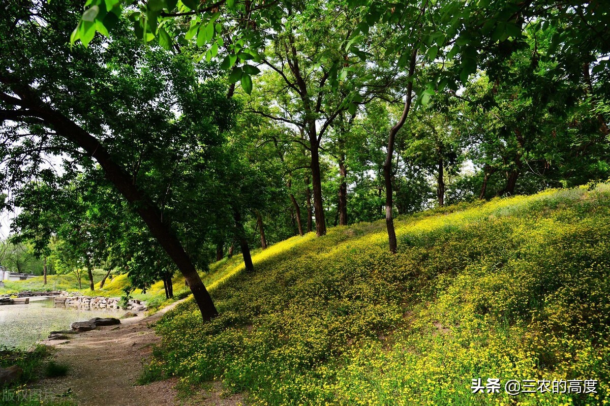酷似旋覆花,却有傲霜耐寒的品质,泡茶清香扑鼻,霜降采摘正当时