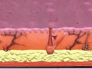 科普为什么果酸能美白皮肤,果酸换肤的正确使用方法