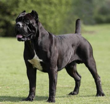 卡斯罗的护卫能力,卡斯罗的这五个优点