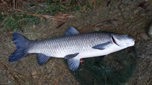 抄网鱼注意事项,抄网鱼怎么放鱼护最安全