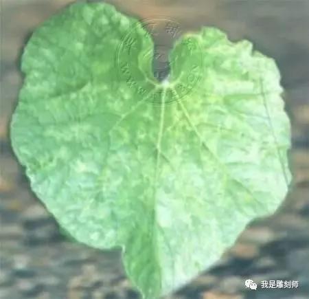 文玩葫芦的病虫,文玩葫芦预防花叶病教程