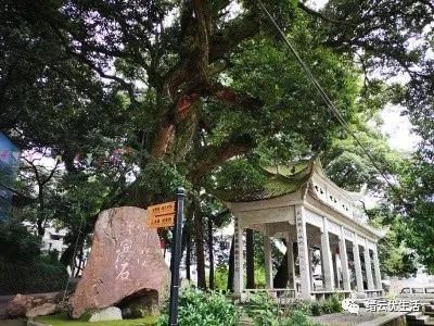 雅宅苦槠豆腐,雅宅苦槠腐