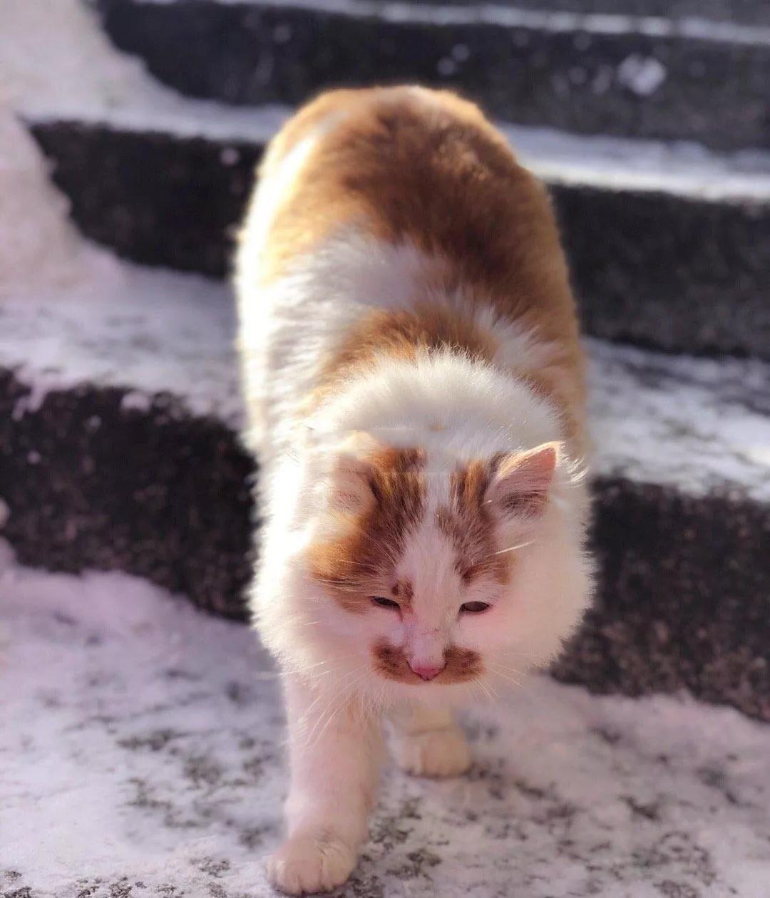 华山雾凇奇观在哪里,爬山看雾凇去哪最好