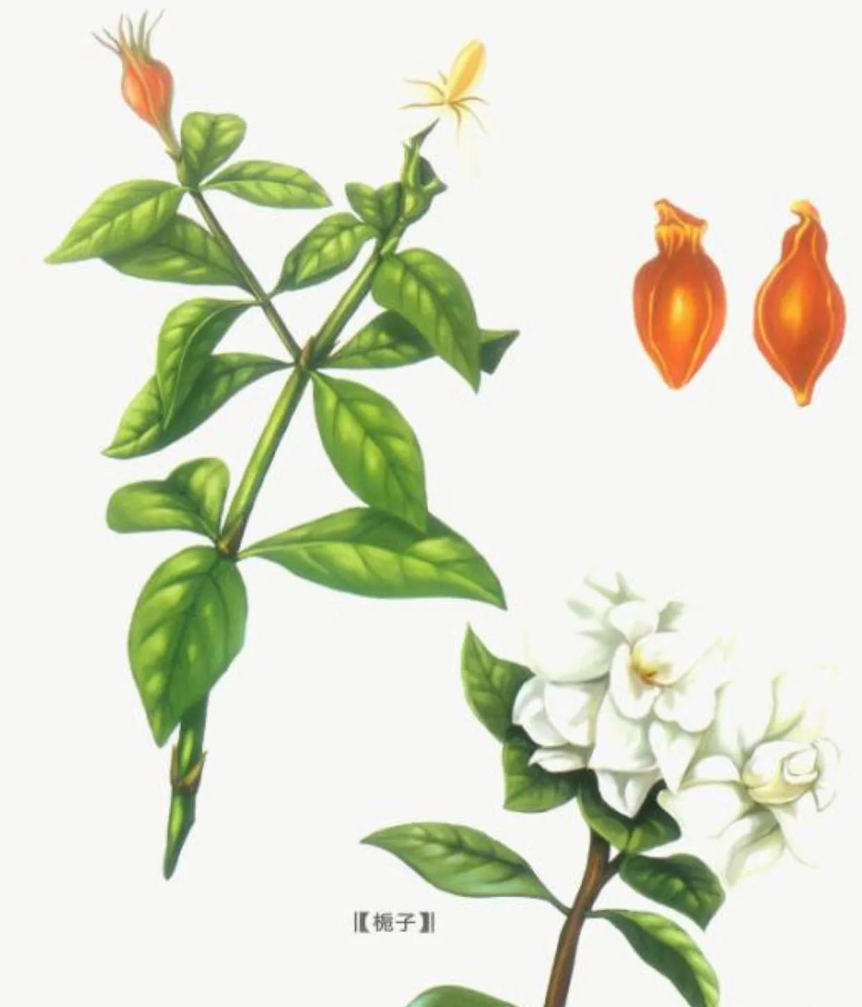 经常上火的中药处方,上火下寒的最佳治疗方法