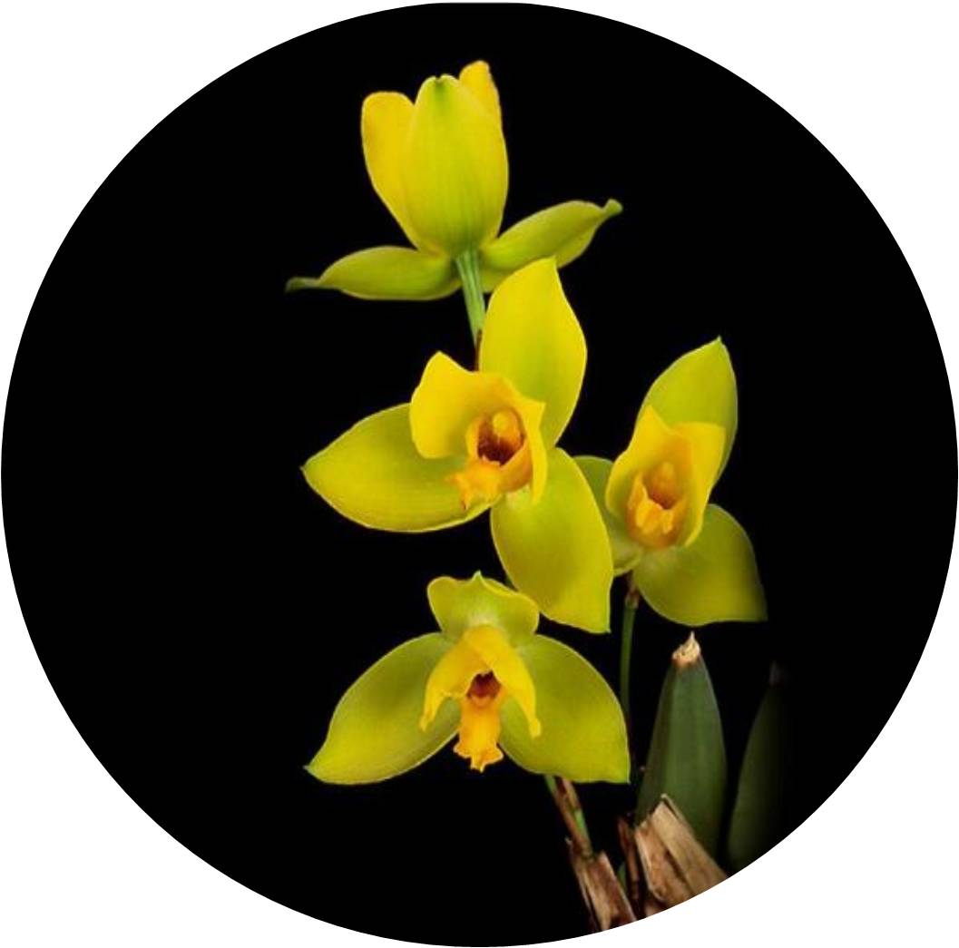 菊竹梅兰图欣赏,花中四君子的兰花图片