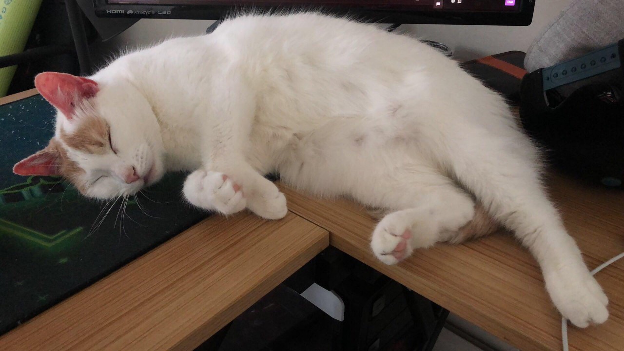 猫吃哪款益生菌比较好,猫用益生菌和人用的益生菌