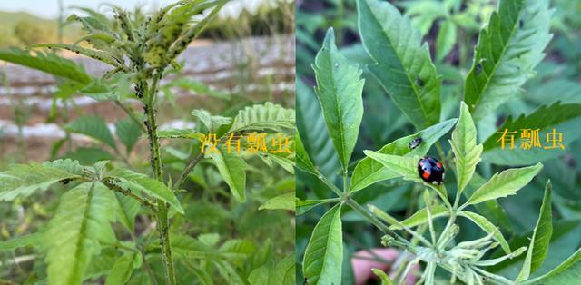 蚜虫克星有哪些昆虫,瓢虫幼虫只能吃蚜虫吗