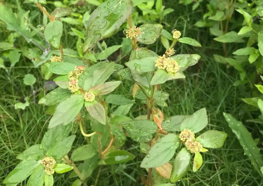 揭秘|这家中医院的“后花园”竟长着30多种野生中草药！