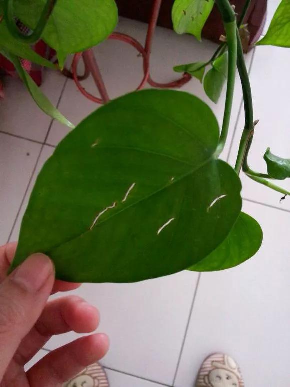 绿萝叶子干枯怎么回事,绿萝叶子黄开裂卷曲怎么办