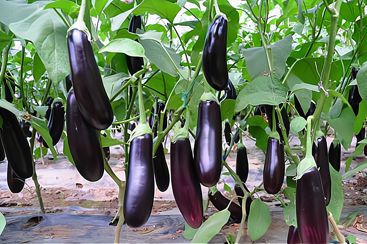 7月份可种的耐热蔬菜,夏天7-8月能种的蔬菜