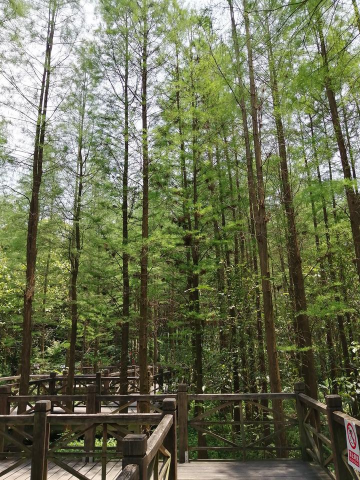 南宁有个“天然氧吧”，藏在狮山公园里，拥有一片绝美的水杉林