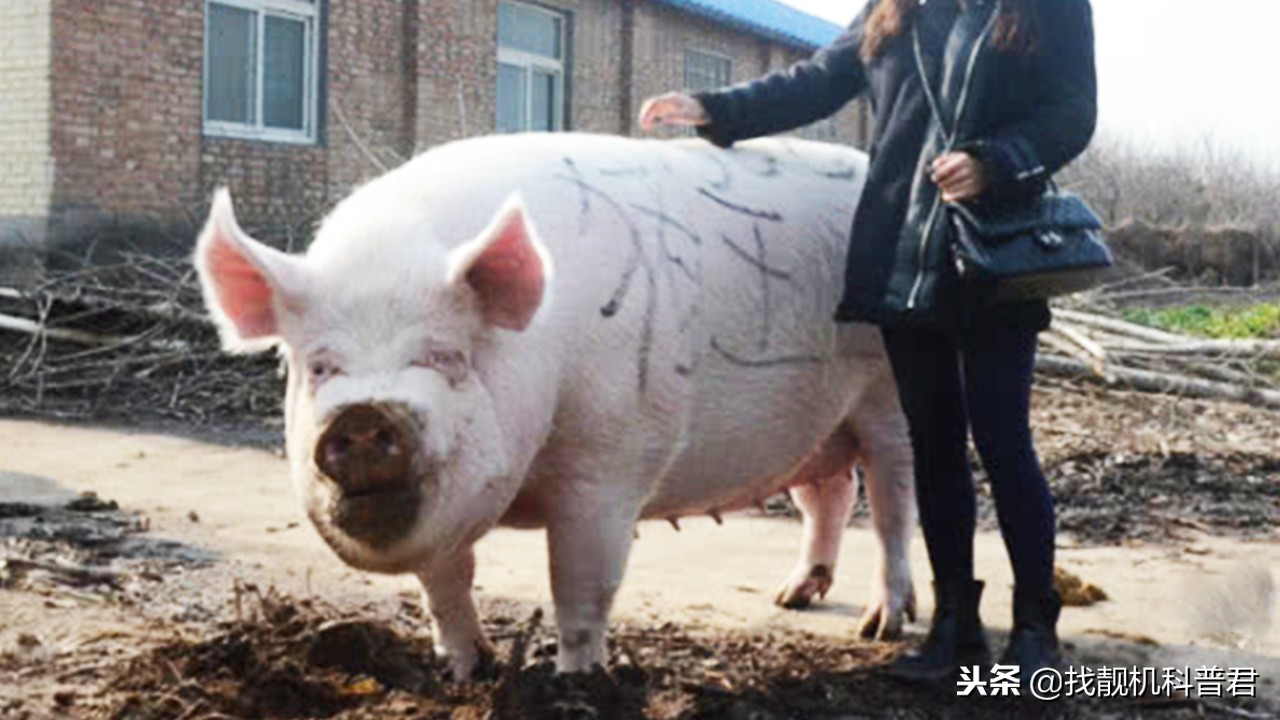 猪那么胖为什么体脂率低,把猪养一辈子不杀能长到多大