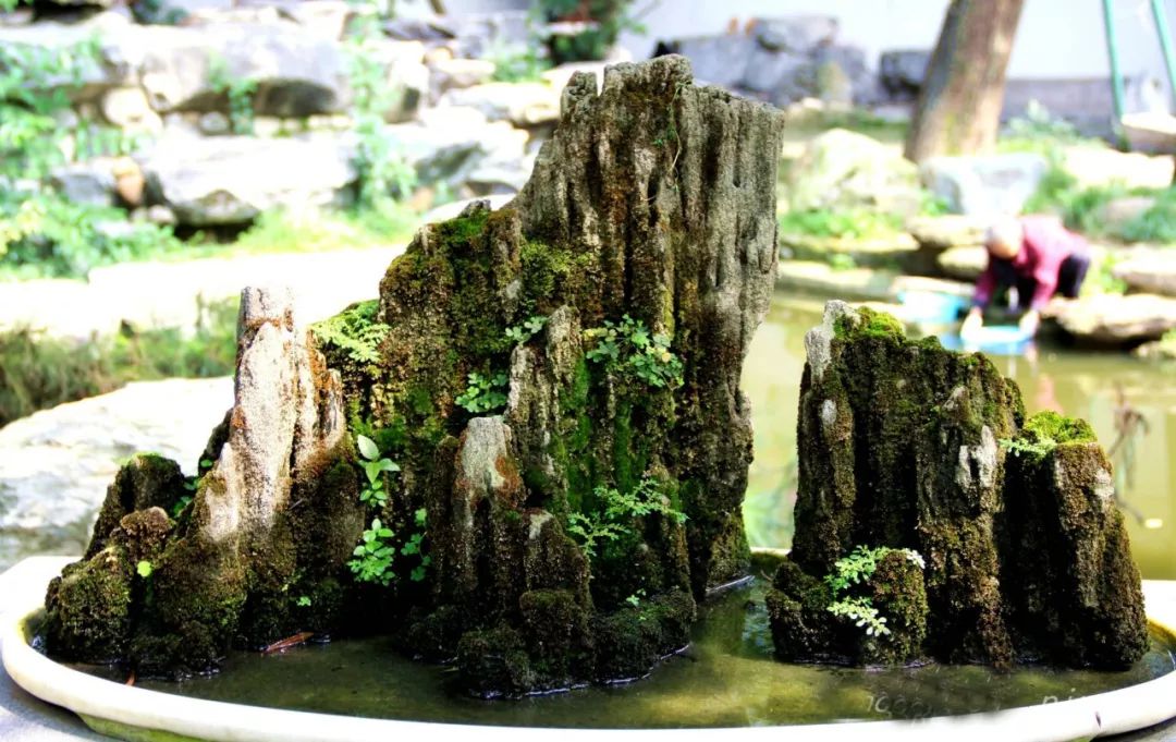 水旱树石盆景图片,什么树石盆景最好