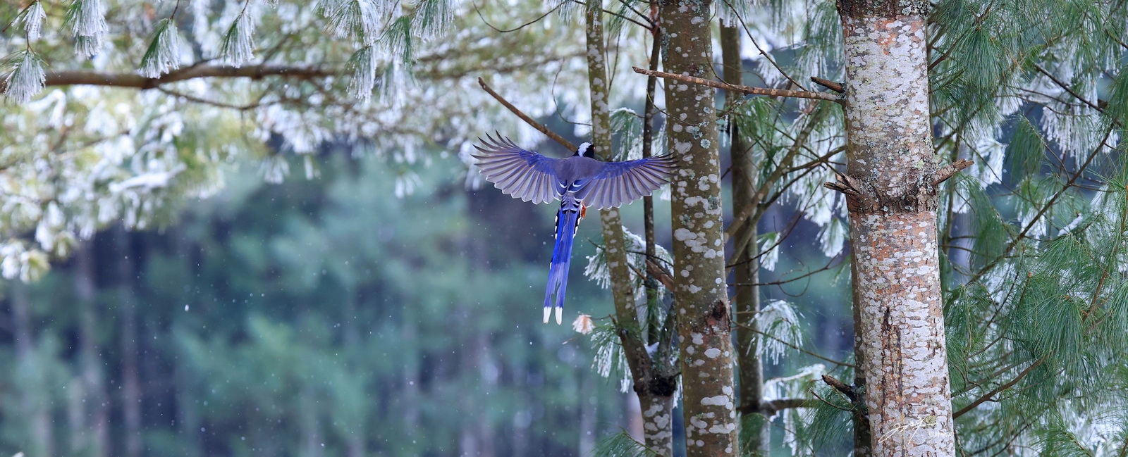 如何用eosr5拍摄视频,eosr5摄影