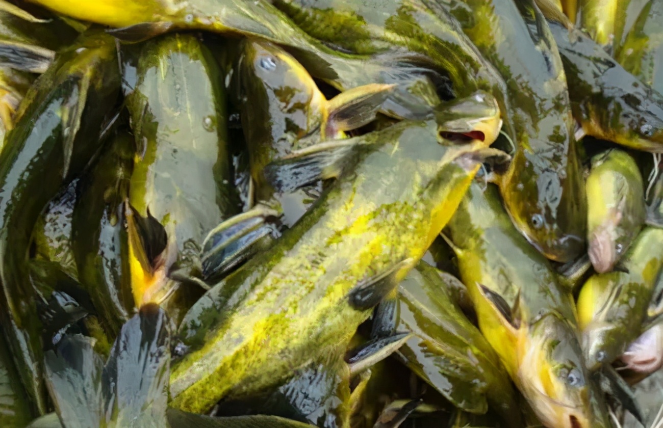 黄颡鱼大肚病什么原因引起的,黄颡鱼的病情