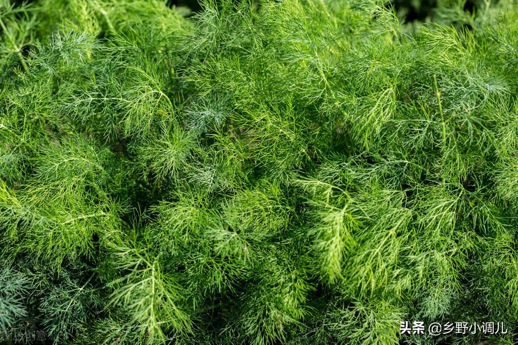 40岁的农民，靠种茴香或换纱窗，投资1万元日赚300元，咋做到的