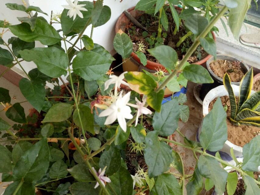 大蒜泡水浇花杀虫管用吗,大蒜水和辣椒水浇花能杀虫吗