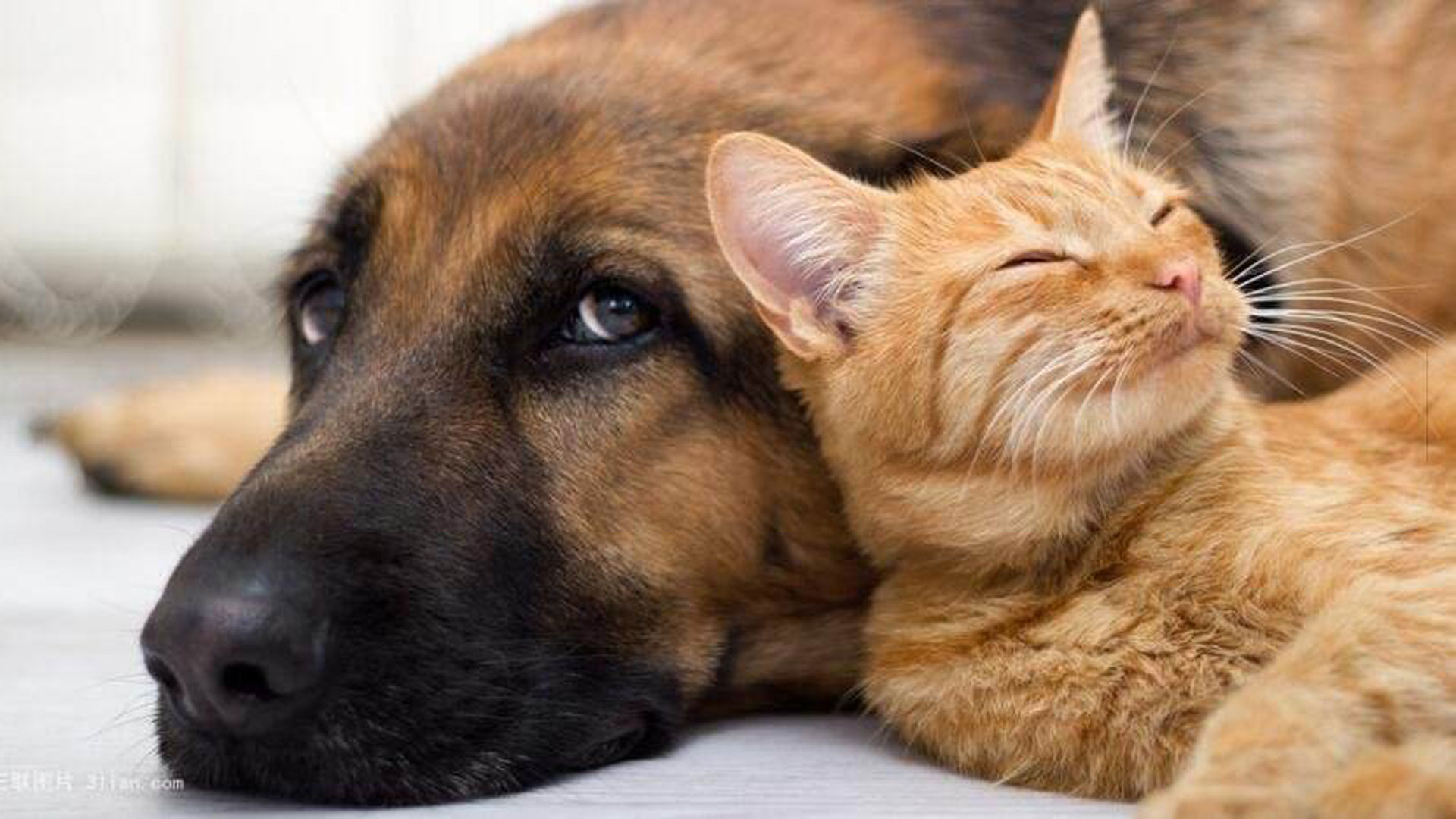 人误食了宠物零食怎么办,宠物误食异物需要拍片吗