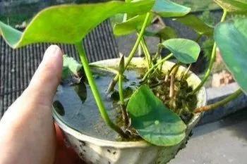 微型丰花碗莲有什么品种,微型碗莲适合种什么花