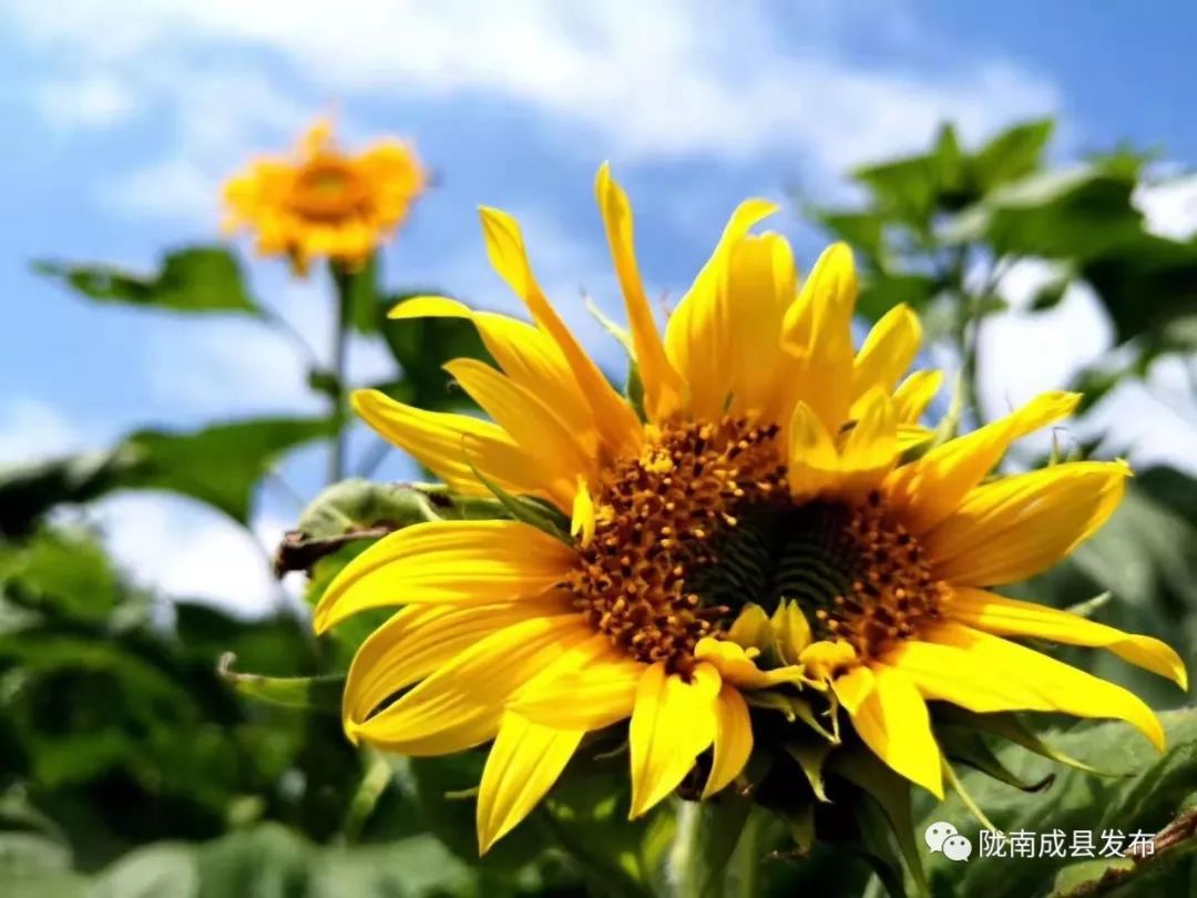 我叫成县，这是我2019年的自拍照~