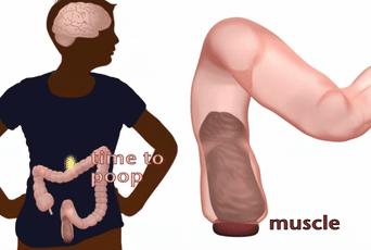 一紧张就想拉屎怎么办,一紧张就想拉屎怎么克服