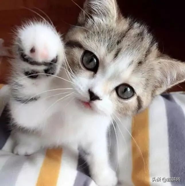 如何挑选一只健康的小猫咪,怎样快速得到小猫咪